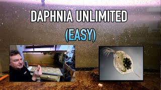 How I Raise Daphnia Water Fleas And You Can Too [upl. by Lleda126]