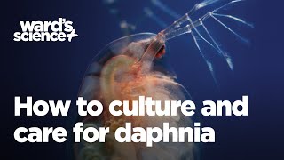 Caring and Culturing for Daphnia [upl. by Learrsi]