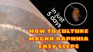 How to Culture Magna Daphnia Easily [upl. by Lodge]