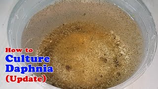 How to Culture Daphnia Update with ZERO Cost  Unlimited Live Food for Our Fish [upl. by Zeta250]