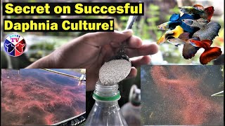 How to Culture Daphnia Successfully [upl. by Stephan]