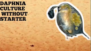 HOW TO CULTURE DAPHNIA NATURALLY WITHOUT A STARTER [upl. by Novek334]