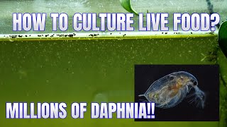 How to Culture Daphnia Secret Method to Breed MILLIONS  Simply Aquatic [upl. by Okoyk958]