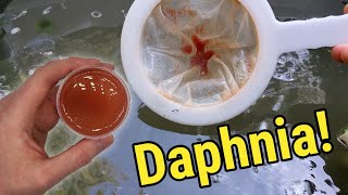 How I Culture Daphnia In Outdoor Tubs [upl. by Atelra]