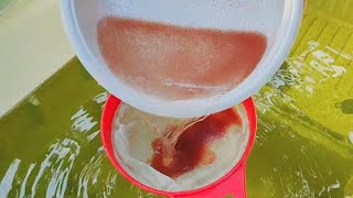 How to culture daphnia  Daphnia culture  How to grow daphnia outdoor [upl. by Ahael]