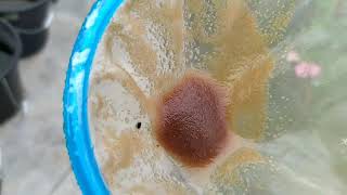 How to culture daphnia moina in a small container Part 1 English Subtitle [upl. by Ailuig]