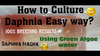 Daphnia MagnaHow to Culture Daphnia Easy wayCulturing Daphnia using Green water Daphnia [upl. by Nort]