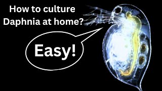 BEST Live Fish Food Beginner guide How to Culture Daphnia at home [upl. by Nosahc439]