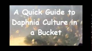 How to culture daphnia outside [upl. by Bland310]