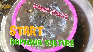 How to culture daphnia moina the easy way 1  Starting the Daphnia culture [upl. by Il]