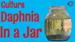 How to Culture Daphnia in a Jar [upl. by Ahsac]