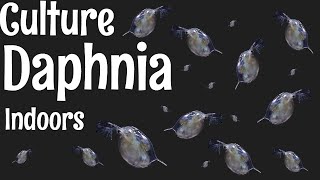 How to Culture Daphnia [upl. by Enetsuj]