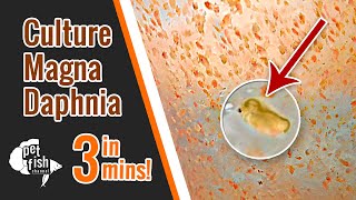 How to culture DAPHNIA MAGNA  The easy way [upl. by Macswan]