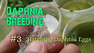 Daphnia Culture made simple and easy 3  Hatching Daphnia eggs [upl. by Sherrer]