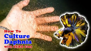 How to Culture Daphnia with ZERO Cost  Unlimited Live Food For Our Fish [upl. by Ev]