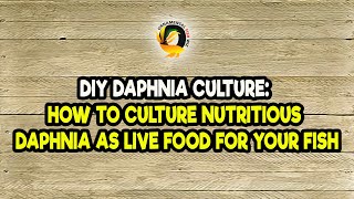 DIY Daphnia Culture How to Culture Nutritious Daphnia as Live Food for Your Fish [upl. by Alleram]