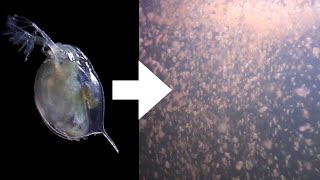 How I Culture Daphnia [upl. by Eciuqram]