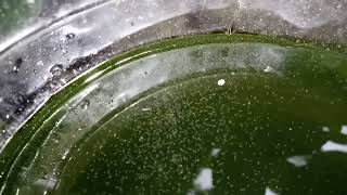 DAPHNIA MOINA CULTURE IN A SMALL BUCKET [upl. by Ahsenor]