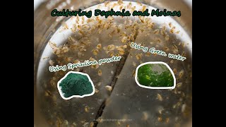 How To Culture Daphnia and Moinas using Green Water Spirulina powder [upl. by Lili726]