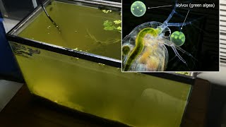 Raising Daphnia for the Freshwater Aquarium [upl. by Aitahs]