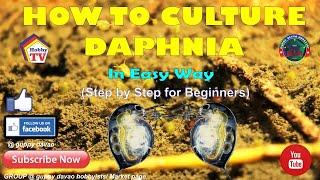 HOW TO CULTURE DAPHNIA In Easy Way [upl. by Nannarb]